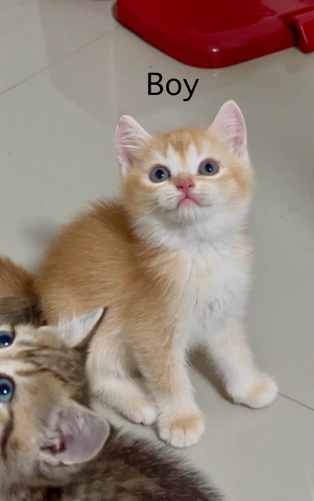แมว British shorthair ชาย