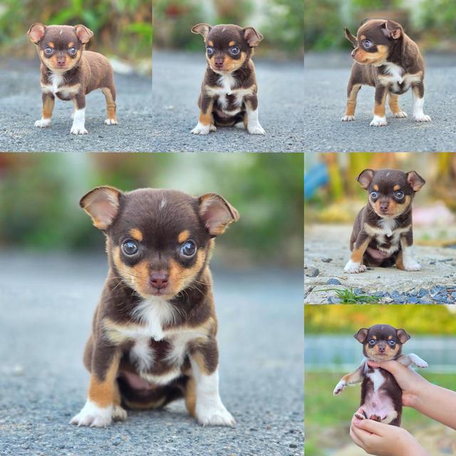 ชิวาวาสีช็อคเพศผู้ ขนสั้น