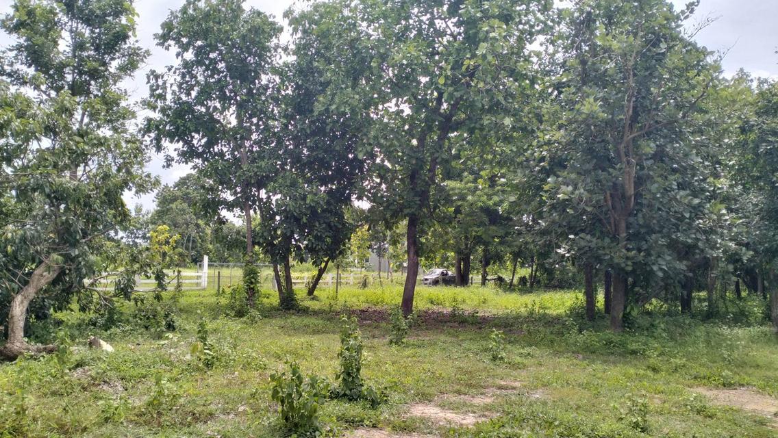 ที่ดินราคาถูกที่สุดในน้ำแพร่ เริ่มต้นเพียง 3,750 บาท/ตรว. เท่านั้น! 7