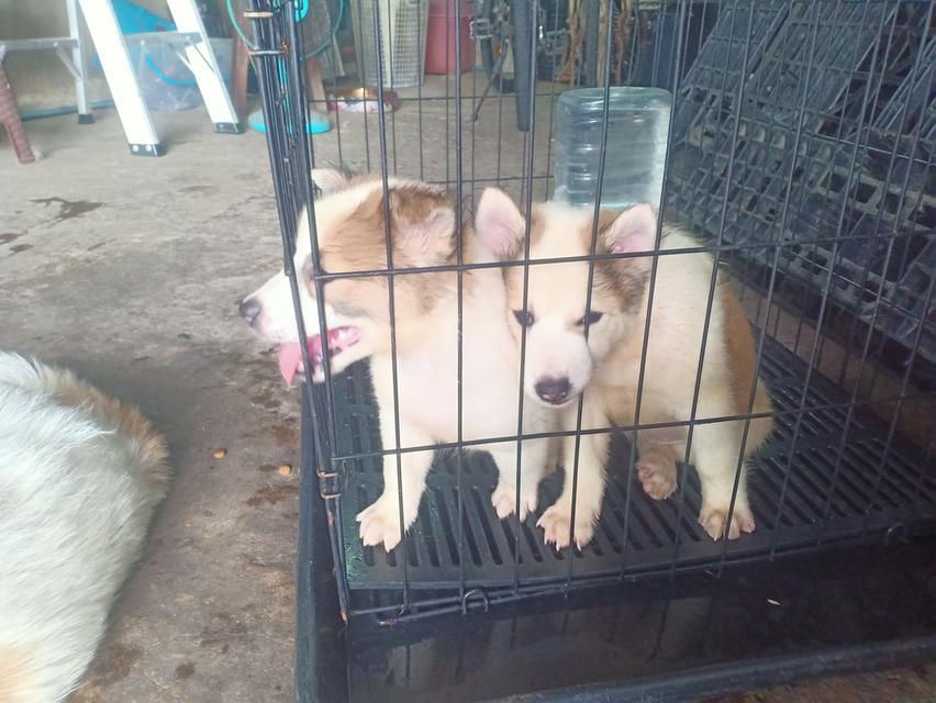 ลูกบางแก้วแท้ 2