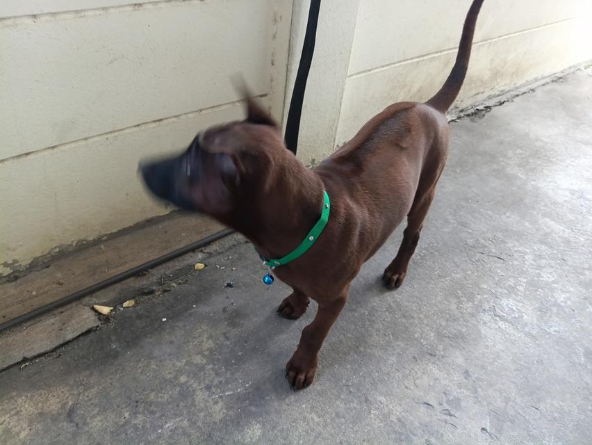 สุนัขพันธุ์ไทยหลังอาน