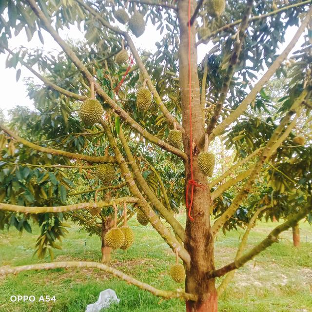 ขายสวนทุเรียน 4ไร่ พร้อมตัด 1