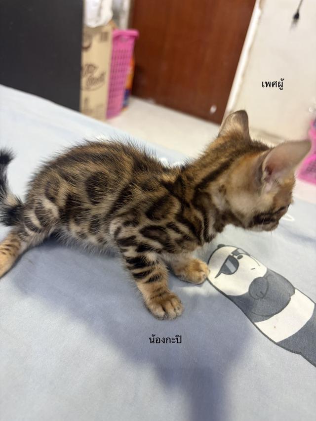ลูกแมวเบงกอลแท้ อายุ 2 เดือน รูปที่ 7
