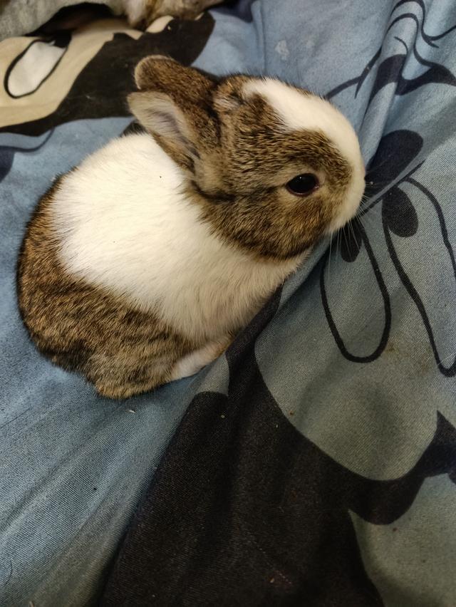 ขายกระต่ายค่ะราคาถูกคนกันเองส่งฟรีเเถวกรุงเทพ รูปที่ 4
