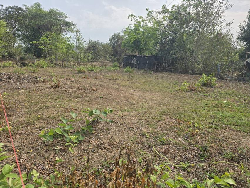 ที่ดินสันกำแพง 2 แปลง รวม 231 ตรว. 4