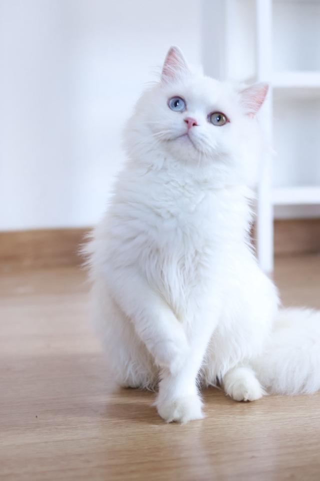 ขายแมวเปอร์เซียตาสองสีน่ารัก รูปที่ 11