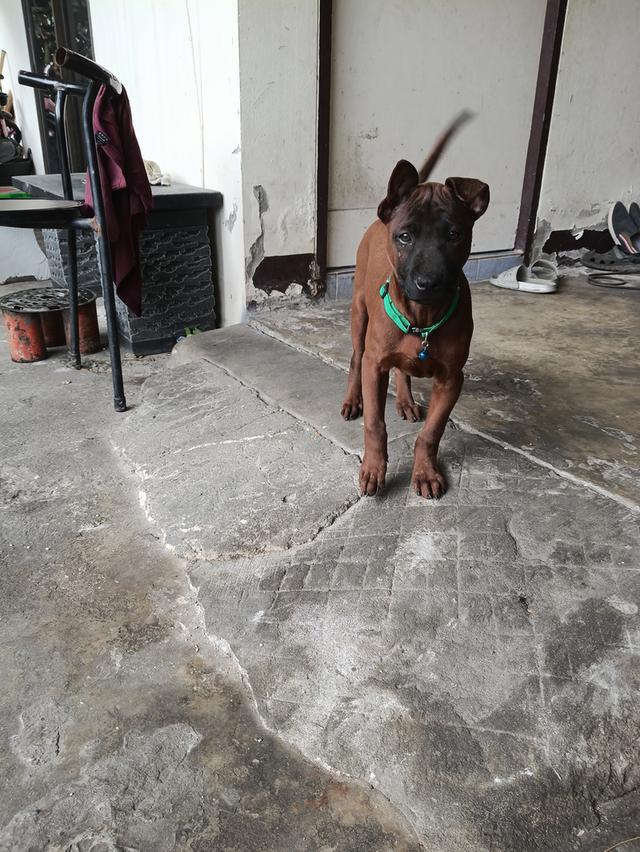 สุนัขพันธุ์ไทยหลังอาน