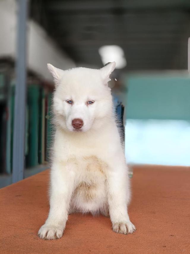 ลูกไซบีเรียน เพศเมีย มีใบเพ็ด