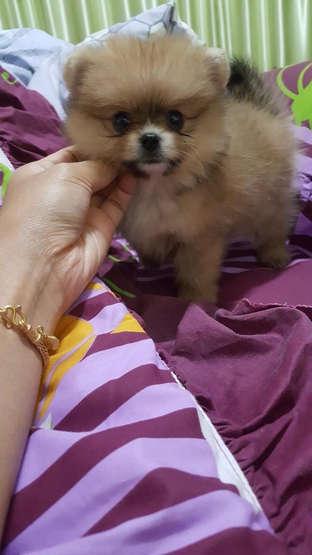 ลูก Pomeranian ตัวเมีย 4