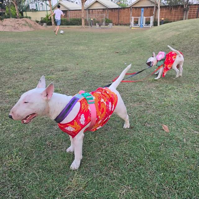 ขาย Bull Terrier สองตัว