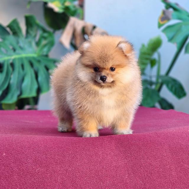 ปอมหน้าหมี