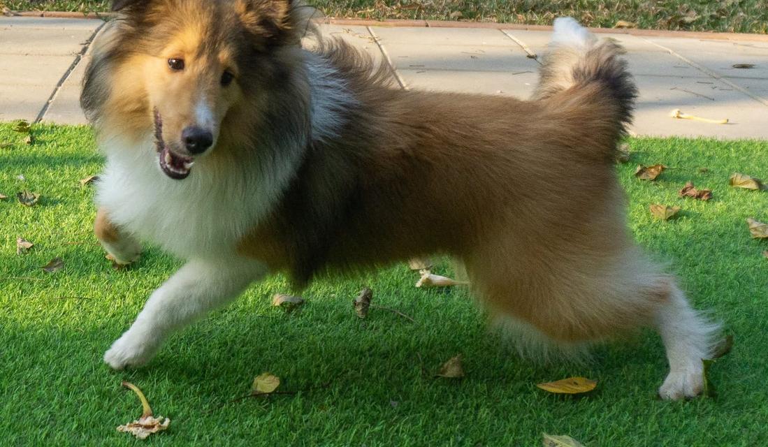 ปล่อยด่วน Shetland Sheepdog 2