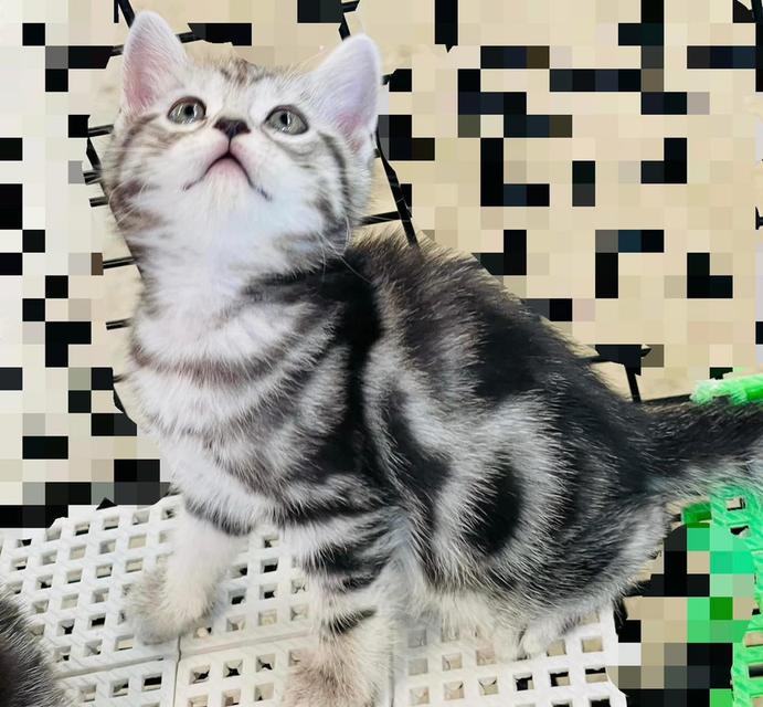 America short hair kittins WhatsApp me : +66 63 826 3042 รูปย่อยที่ 2