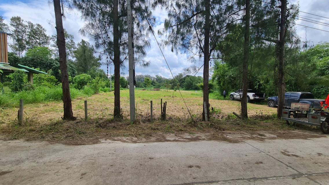 ขายที่ดินแปลงสวย 2 แปลง เริ่มต้น 300 ตร.ว. พร้อมโฉนด นส.4 โซนขนงพระ - ปากช่อง เขาใหญ่ ใกล้มอเตอร์เวย์ M6 6