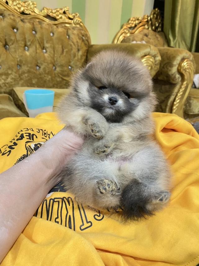 ปอมแท้ พร้อมส่ง มาดูตัวจริงได้