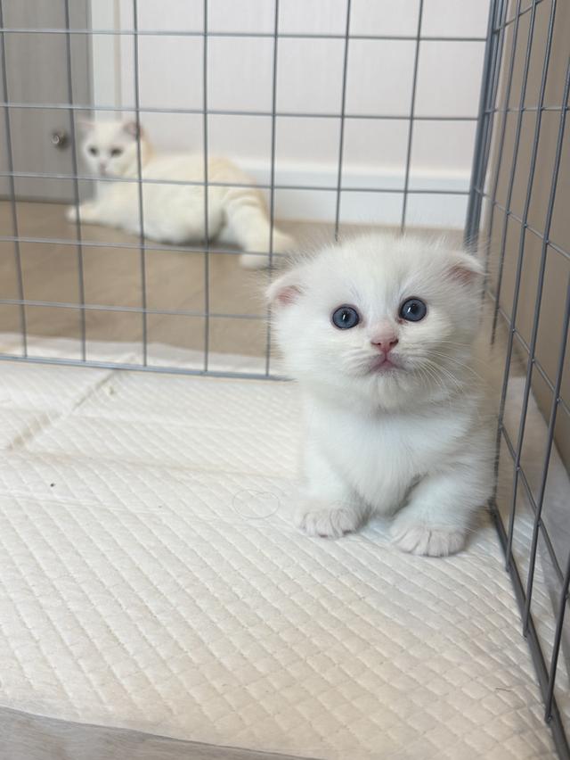 แมวขาสั้นผสมแร็คดอลล์