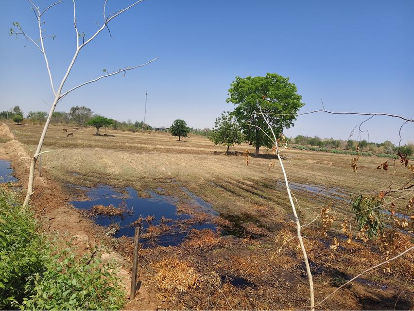 ที่ดิน ขนาด 12ไร่52ตารางวา 4