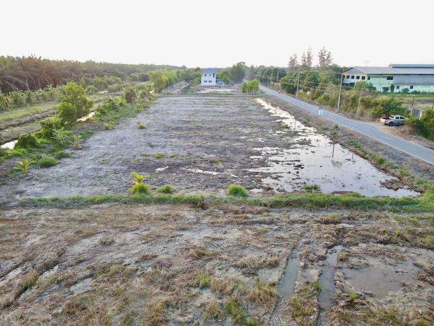 ขายที่ดินบึงชำอ้อ 200 ตรว. คลอง9 ติดถนนลาดยาง อ.หนองเสือ จ.ปทุมธานี 7