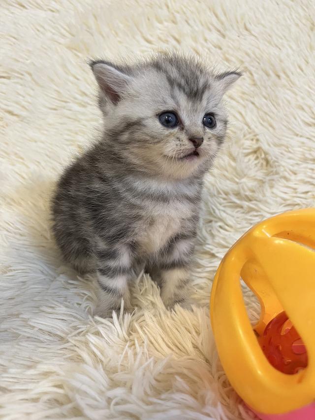 แมวสก๊อตติชแท้ 100 เปอเซ็น รูปที่ 13