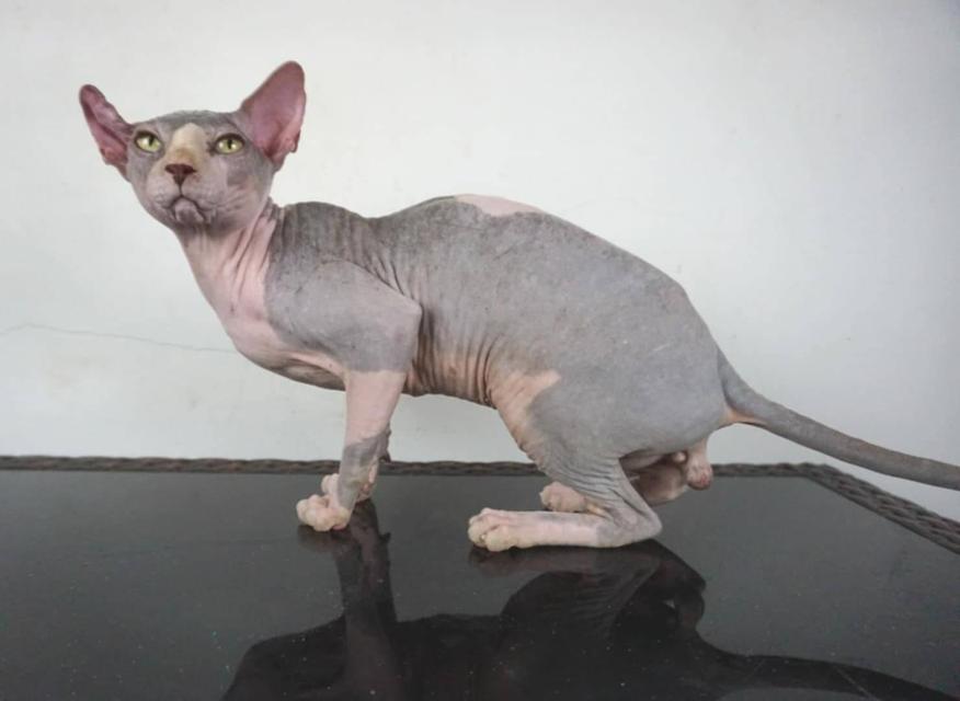 13.แมวสฟิงซ์/เพศผู้ หาบ้าน Sphynx Cat/Male looking for a new home 3