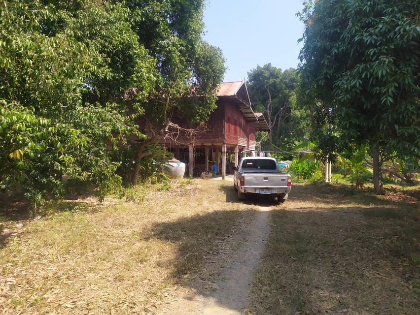 ที่ดินและบ้านเก่าอายุ60ปี 6