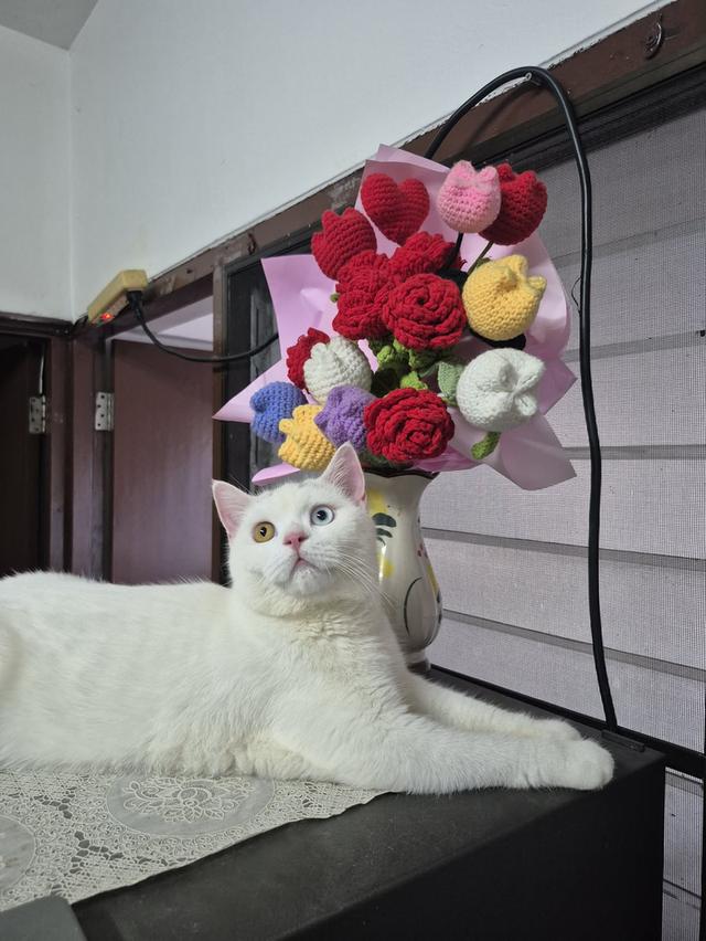 Two eyes color British shorhair & khao manee mix