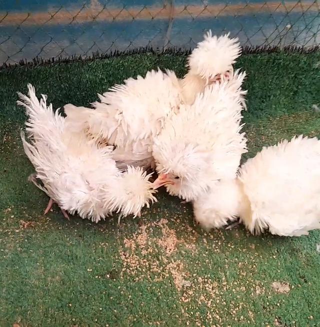 ไก่โปแลนด์ขนกลับสีขาวชุด4ตัวผู้1เมีย3"ส่งฟรีทั่วไทย" รูปที่ 8
