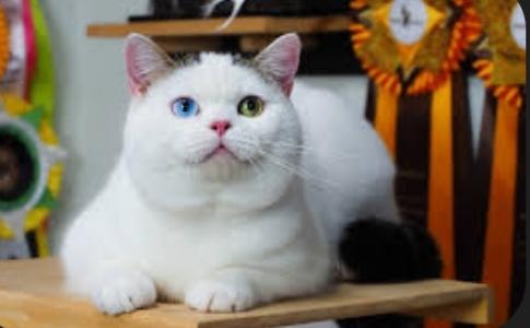 ขายแมวสก็อตติชตัวขาวเล็ก 3