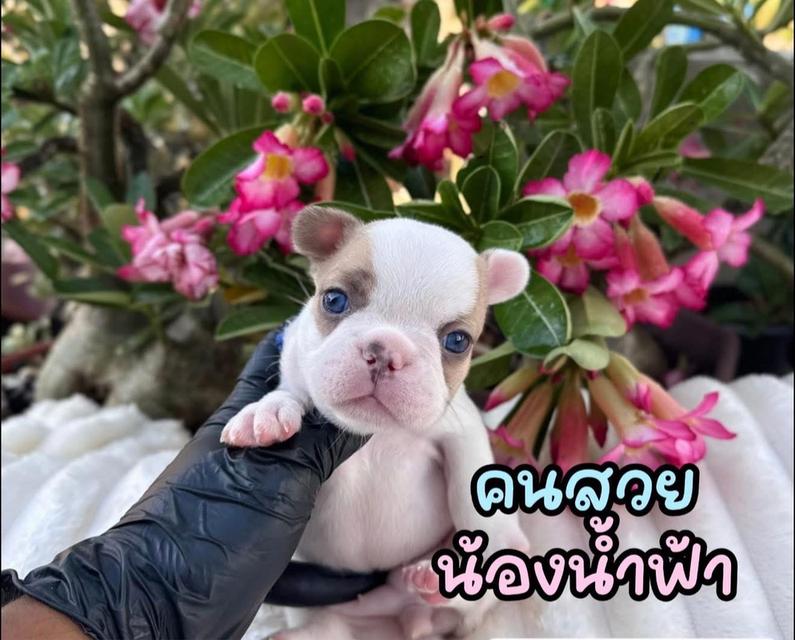 เฟรนช๋บลูด็อกแท้ เริ่ม7900