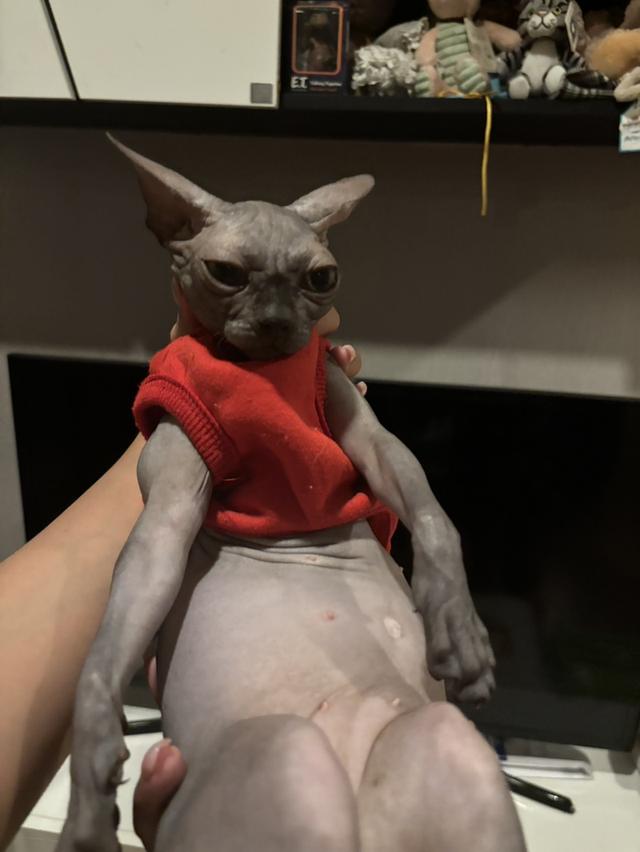 สาวน้อยสฟิงแคนนาเดี่ยนสีบลู(โทนเทาเข้มสวย)🩶 รูปที่ 6