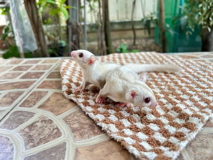 Sugar Glider สีขาวน่ารักๆ