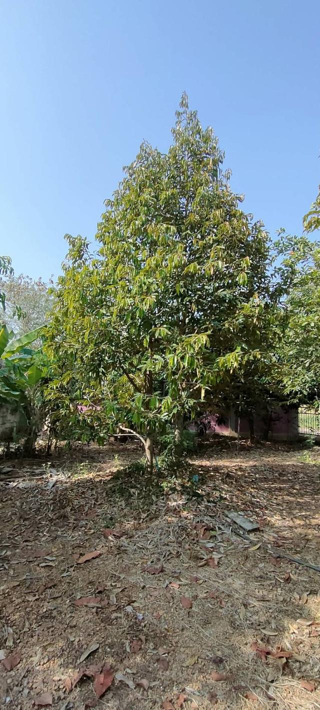 ขายสวนผลไม้ โฉนด 10 ไร่ เพชรบูรณ์ ราคาต่ำกว่าประเมิน ไม่ถึงสิบล้าน 1