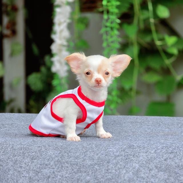 Chihuahuaแท้น้องชูการ์ เพศเมีย