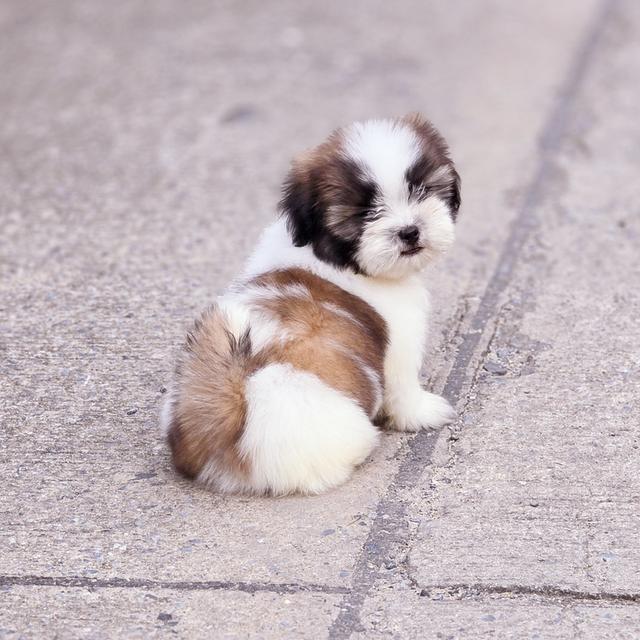 Shihtzu ชิสุหนุ่มหล่อพันธุ์แท้สวยน่ารักพร้อมย้ายบ้าน 8