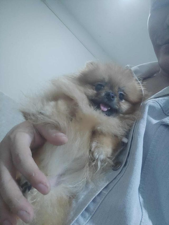 ปอมเมอเรเนียน สายเลือดประกวด ทั้งพ่อและทางฝั่งแม่ครับ