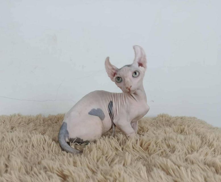 31.แมวดเวล/เพศผู้ Dwelf Cat/Male