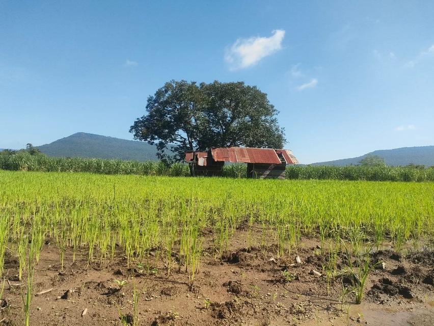 ขายที่โฉนด ปากช่อง เขาใหญ่ กุ้ง ปัณณ์ 2