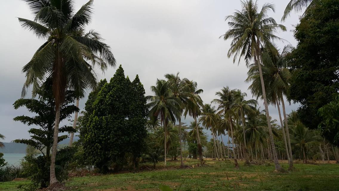 ขายที่ดินสุดพิเศษบนเกาะช้าง19ไร่ 9