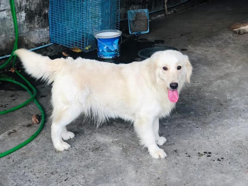 สุนัข White Golden Retriever นำเข้า