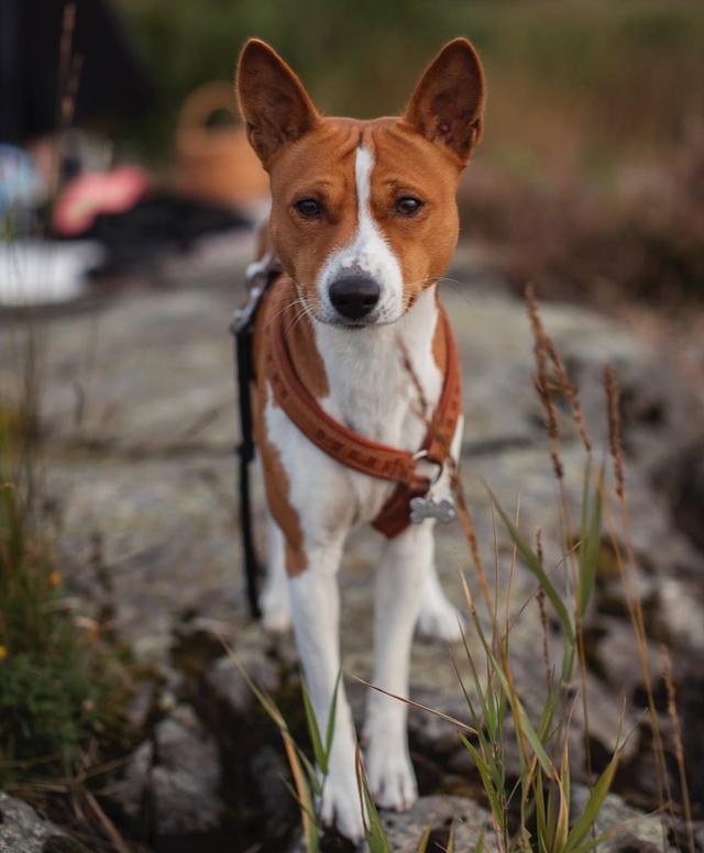 ขาย Basenji สุนัขสุดแสนน่ารักผ่านการฝึกมาแล้ว