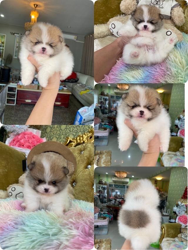 ปอทปอมเมอเรเนียนแท้ ส่งฟรีถึงบ้าน