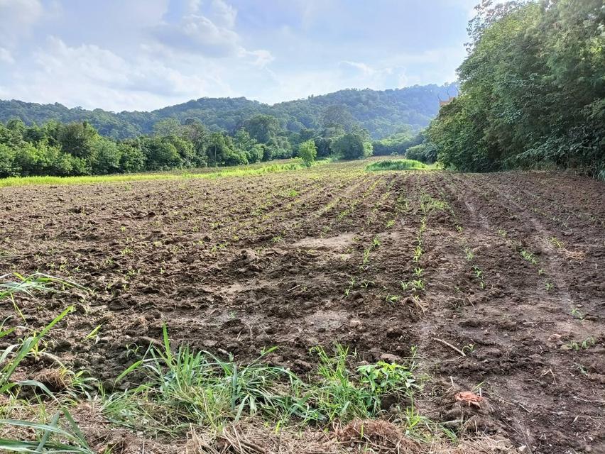 ที่ดินปากช่อง ต.พญาเย็น จ.นครราชสีมา 17