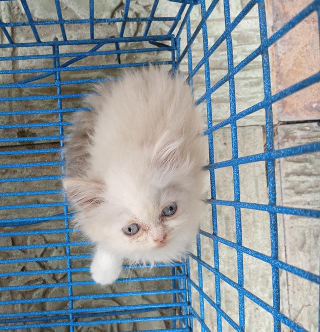 สก็อตติช ขนยาว เพศเมีย