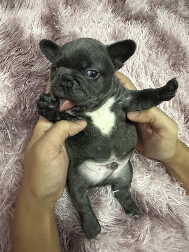 สุนัขพันธุ์เฟร้นบลูด็อก