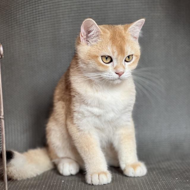 ลูกแมวบริติช 4