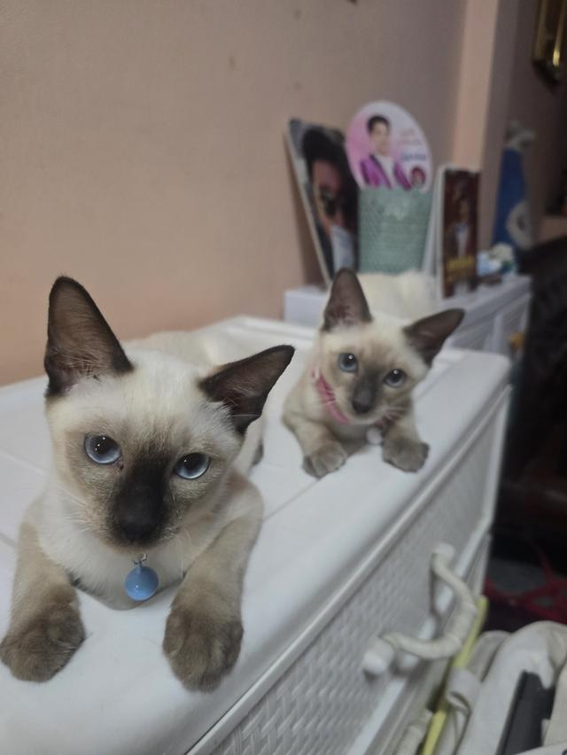 แมววิเชียรมาศพร้อมย้าย 12