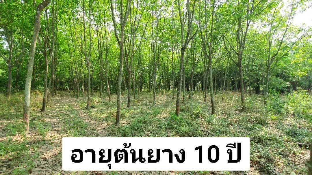 ขายที่ดินพนมสารคาม 5-2-0 ไร่ ติดถนนลาดยาง ใกล้ถนนเส้นสัตหีบ-พนมสารคาม(331) - 3 กม. จ.ฉะเชิงเทรา 4