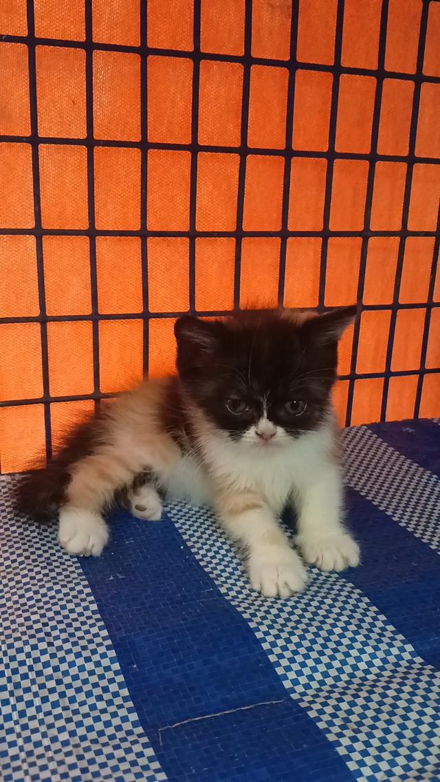 สก็อตติชเพศเมียสามสี น่ารัก