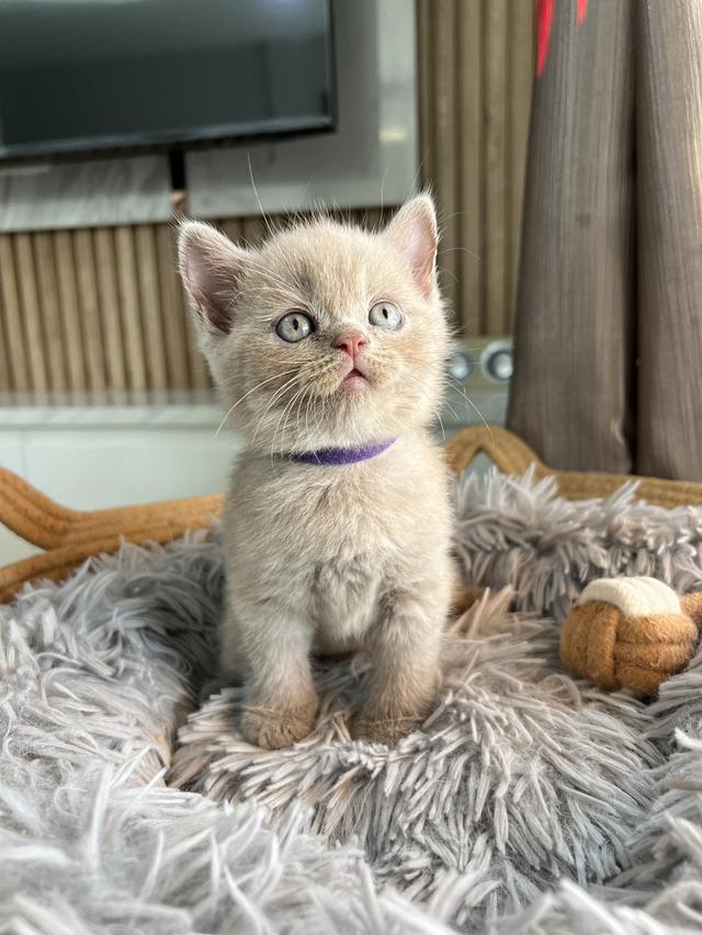 ลูกแมว บริติช ช็อตแฮร์ ใบเพ็ดนอกWCF(British Shorthair) 11
