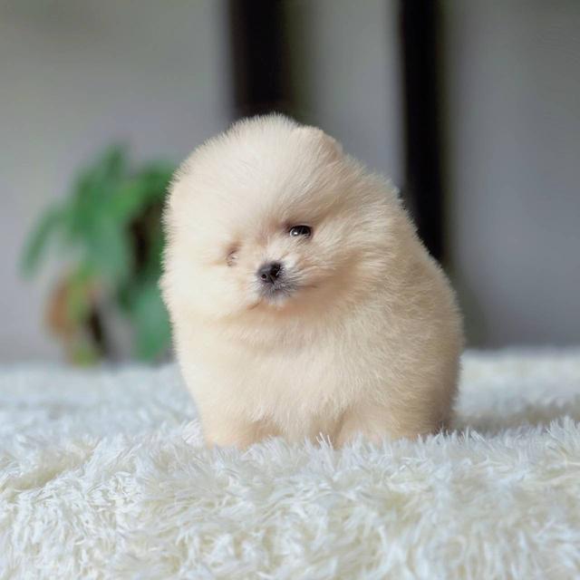 ปอมเมอเรเนียนแท้ เพศเมีย พร้อมย้ายบ้าน รูปที่ 5